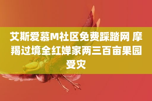 艾斯爱慕M社区免费踩踏网 摩羯过境全红婵家两三百亩果园受灾